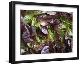 Batavia Lettuce-Rogge & Jankovic-Framed Photographic Print