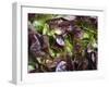 Batavia Lettuce-Rogge & Jankovic-Framed Photographic Print