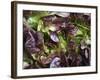 Batavia Lettuce-Rogge & Jankovic-Framed Photographic Print