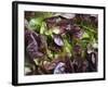 Batavia Lettuce-Rogge & Jankovic-Framed Photographic Print