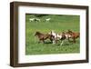 Batch of Beautiful Horses Running on Pasturage-Zuzule-Framed Photographic Print