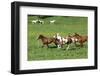 Batch of Beautiful Horses Running on Pasturage-Zuzule-Framed Photographic Print