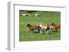 Batch of Beautiful Horses Running on Pasturage-Zuzule-Framed Photographic Print