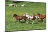 Batch of Beautiful Horses Running on Pasturage-Zuzule-Mounted Photographic Print