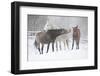 Batch of Horses in Winter-Zuzule-Framed Photographic Print