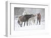 Batch of Horses in Winter-Zuzule-Framed Photographic Print