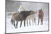Batch of Horses in Winter-Zuzule-Mounted Photographic Print