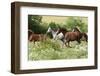 Batch of Horses Running in Flowered Scene-Zuzule-Framed Photographic Print