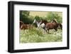 Batch of Horses Running in Flowered Scene-Zuzule-Framed Photographic Print