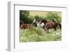 Batch of Horses Running in Flowered Scene-Zuzule-Framed Photographic Print