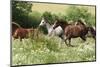 Batch of Horses Running in Flowered Scene-Zuzule-Mounted Photographic Print