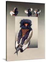 Bateleur (African Eagle)-Harro Maass-Stretched Canvas