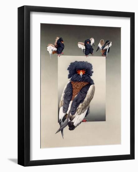 Bateleur (African Eagle)-Harro Maass-Framed Giclee Print