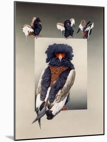 Bateleur (African Eagle)-Harro Maass-Mounted Giclee Print