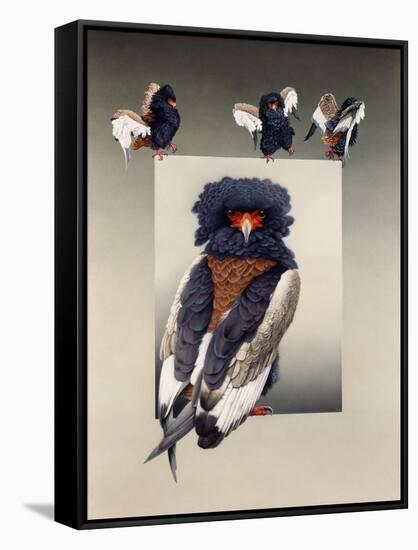 Bateleur (African Eagle)-Harro Maass-Framed Stretched Canvas