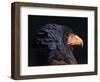 Bateleur Eagle (Terathopius Ecaudatus) Head Portrait, Captive, Occurs in Africa-Juan Carlos Munoz-Framed Photographic Print