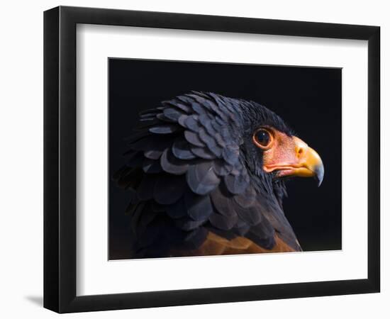 Bateleur Eagle (Terathopius Ecaudatus) Head Portrait, Captive, Occurs in Africa-Juan Carlos Munoz-Framed Photographic Print