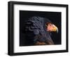 Bateleur Eagle (Terathopius Ecaudatus) Head Portrait, Captive, Occurs in Africa-Juan Carlos Munoz-Framed Photographic Print