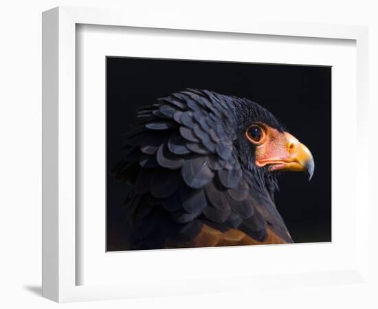 Bateleur Eagle (Terathopius Ecaudatus) Head Portrait, Captive, Occurs in Africa-Juan Carlos Munoz-Framed Photographic Print