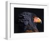 Bateleur Eagle (Terathopius Ecaudatus) Head Portrait, Captive, Occurs in Africa-Juan Carlos Munoz-Framed Photographic Print