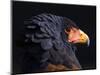 Bateleur Eagle (Terathopius Ecaudatus) Head Portrait, Captive, Occurs in Africa-Juan Carlos Munoz-Mounted Photographic Print