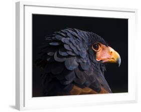 Bateleur Eagle (Terathopius Ecaudatus) Head Portrait, Captive, Occurs in Africa-Juan Carlos Munoz-Framed Photographic Print