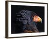 Bateleur Eagle (Terathopius Ecaudatus) Head Portrait, Captive, Occurs in Africa-Juan Carlos Munoz-Framed Photographic Print