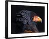 Bateleur Eagle (Terathopius Ecaudatus) Head Portrait, Captive, Occurs in Africa-Juan Carlos Munoz-Framed Photographic Print