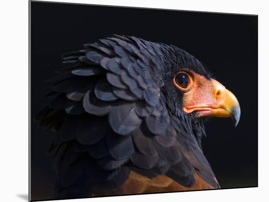 Bateleur Eagle (Terathopius Ecaudatus) Head Portrait, Captive, Occurs in Africa-Juan Carlos Munoz-Mounted Photographic Print