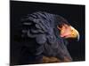 Bateleur Eagle (Terathopius Ecaudatus) Head Portrait, Captive, Occurs in Africa-Juan Carlos Munoz-Mounted Photographic Print