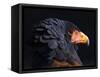 Bateleur Eagle (Terathopius Ecaudatus) Head Portrait, Captive, Occurs in Africa-Juan Carlos Munoz-Framed Stretched Canvas