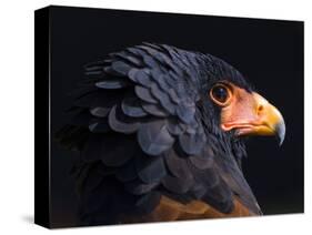 Bateleur Eagle (Terathopius Ecaudatus) Head Portrait, Captive, Occurs in Africa-Juan Carlos Munoz-Stretched Canvas
