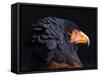 Bateleur Eagle (Terathopius Ecaudatus) Head Portrait, Captive, Occurs in Africa-Juan Carlos Munoz-Framed Stretched Canvas