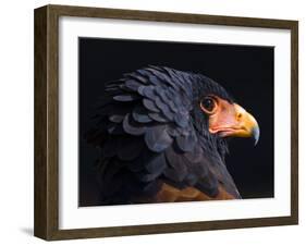 Bateleur Eagle (Terathopius Ecaudatus) Head Portrait, Captive, Occurs in Africa-Juan Carlos Munoz-Framed Photographic Print