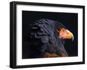 Bateleur Eagle (Terathopius Ecaudatus) Head Portrait, Captive, Occurs in Africa-Juan Carlos Munoz-Framed Photographic Print