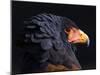 Bateleur Eagle (Terathopius Ecaudatus) Head Portrait, Captive, Occurs in Africa-Juan Carlos Munoz-Mounted Photographic Print
