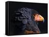 Bateleur Eagle (Terathopius Ecaudatus) Head Portrait, Captive, Occurs in Africa-Juan Carlos Munoz-Framed Stretched Canvas