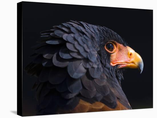 Bateleur Eagle (Terathopius Ecaudatus) Head Portrait, Captive, Occurs in Africa-Juan Carlos Munoz-Stretched Canvas