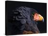 Bateleur Eagle (Terathopius Ecaudatus) Head Portrait, Captive, Occurs in Africa-Juan Carlos Munoz-Stretched Canvas