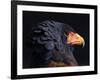 Bateleur Eagle (Terathopius Ecaudatus) Head Portrait, Captive, Occurs in Africa-Juan Carlos Munoz-Framed Photographic Print