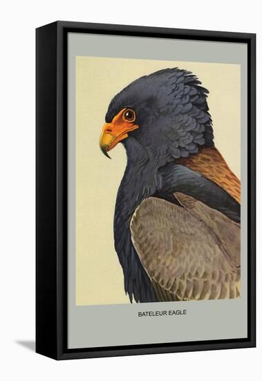 Bateleur Eagle-Louis Agassiz Fuertes-Framed Stretched Canvas