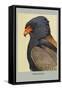 Bateleur Eagle-Louis Agassiz Fuertes-Framed Stretched Canvas