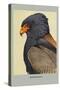 Bateleur Eagle-Louis Agassiz Fuertes-Stretched Canvas