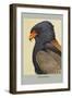 Bateleur Eagle-Louis Agassiz Fuertes-Framed Art Print