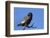 Bateleur (Terathopious ecaudatus) female, Kgalagadi Transfrontier Park, South Africa, Africa-Ann and Steve Toon-Framed Photographic Print