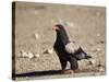 Bateleur (Terathopius Ecaudatus)-James Hager-Stretched Canvas