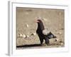 Bateleur (Terathopius Ecaudatus)-James Hager-Framed Photographic Print