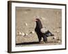 Bateleur (Terathopius Ecaudatus)-James Hager-Framed Photographic Print