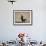 Bateleur (Terathopius Ecaudatus)-James Hager-Framed Photographic Print displayed on a wall