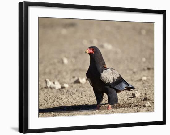 Bateleur (Terathopius Ecaudatus)-James Hager-Framed Photographic Print